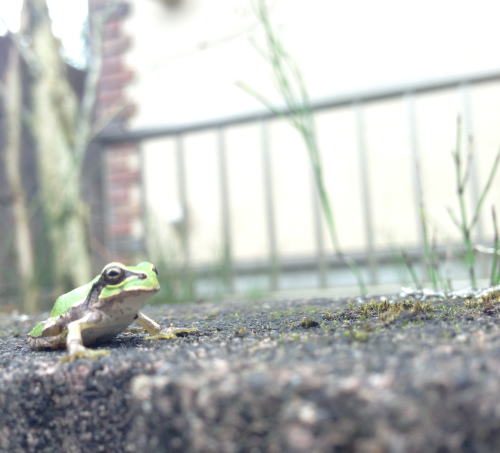今年は雨ばっかり