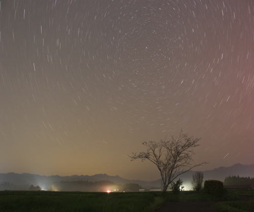 夜桜と北極星